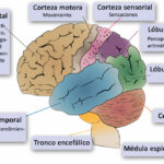 Neurología y rendimiento deportivo